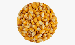 Maize (Yellow Corn)